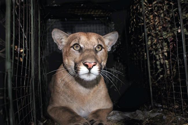 First tracked mountain lion crosses Los Angeles freeway | iNFOnews.ca First tracked mountain lion crosses Los Angeles freeway | iNFOnews.ca