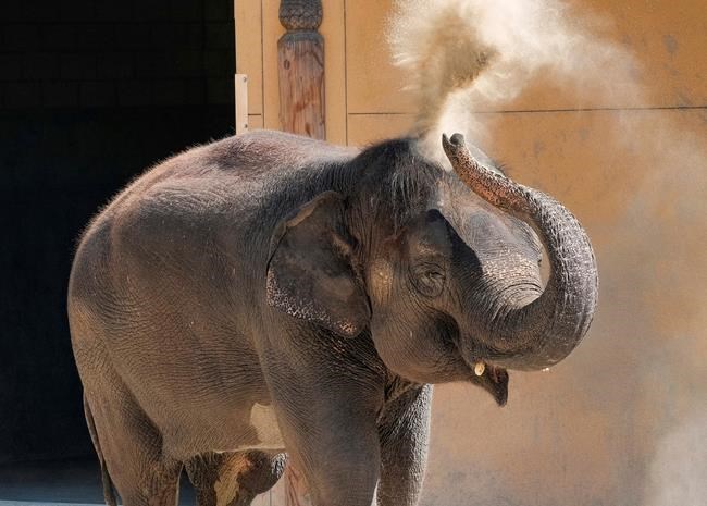 Trumpeting her new digs: Los Angeles Zoo debuts new elephant | iNFOnews.ca Trumpeting her new digs: Los Angeles Zoo debuts new elephant | iNFOnews.ca