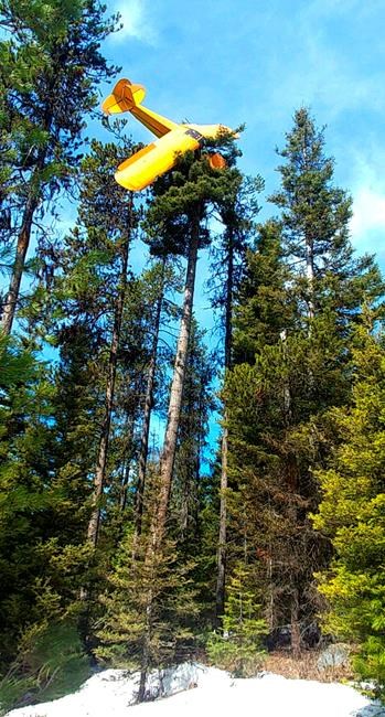 Pilot rescued from plane that crash-landed atop Idaho tree | iNFOnews.ca