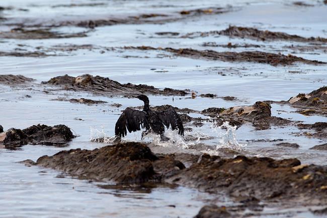 Firm fined $3.3M for worst California oil spill in 25 years | iNFOnews.ca