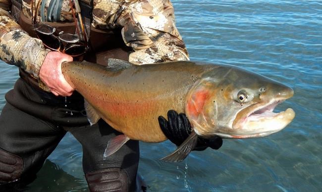 Nevada dam changes give rare trout new life 115 years later | iNFOnews.ca Nevada dam changes give rare trout new life 115 years later | iNFOnews.ca