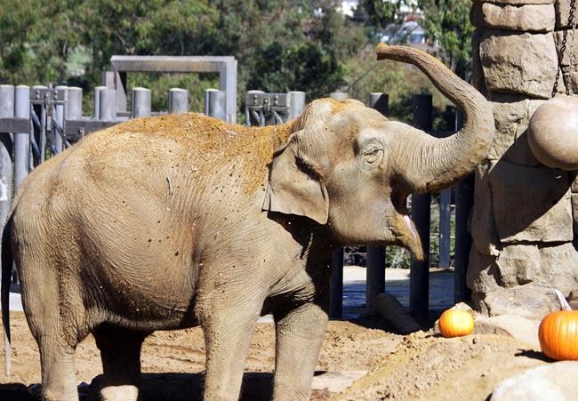 Santa Barbara Zoo's elderly elephant Little Mac euthanized | iNFOnews.ca