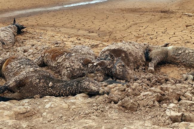 Dozens of wild horses found dead amid Southwest drought | iNFOnews.ca Dozens of wild horses found dead amid Southwest drought | iNFOnews.ca