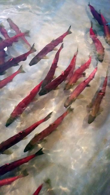 Experts: Idaho hatchery built to save salmon is killing them | iNFOnews.ca