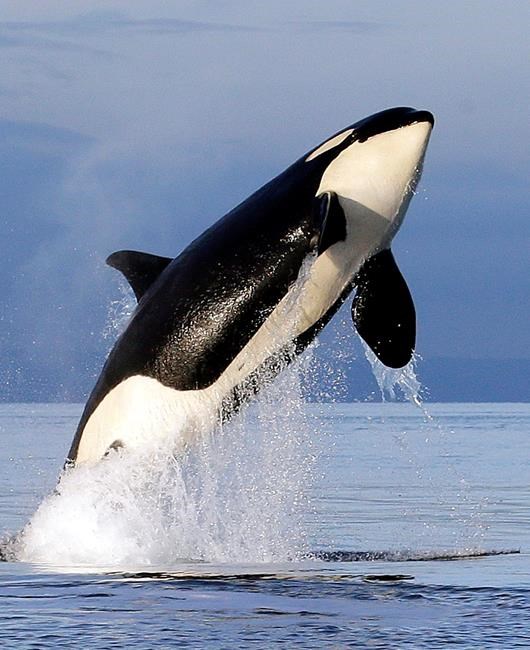 Bad breath: Study find array of bacteria when orcas exhale | iNFOnews.ca