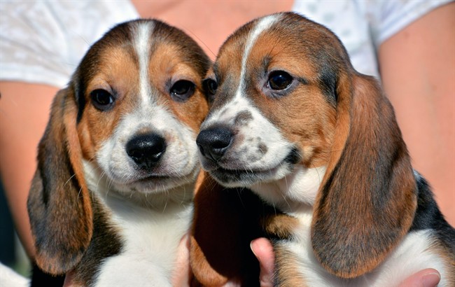 Scientists knew they had 1st test-tube puppies in the world when the mutts wiggled and cried | iNFOnews.ca CP35628025