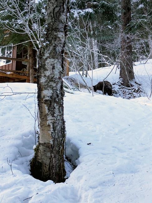 Alaska woman using outhouse attacked by bear, from below | iNFOnews.ca Alaska woman using outhouse attacked by bear, from below | iNFOnews.ca