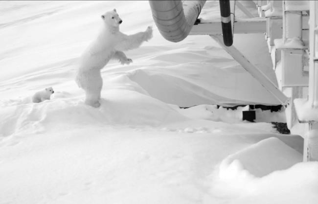Oil company watches over pregnant polar bear under bridge | iNFOnews.ca