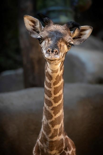 Big baby: Female Masai giraffe born at Los Angeles Zoo | iNFOnews.ca Big baby: Female Masai giraffe born at Los Angeles Zoo | iNFOnews.ca