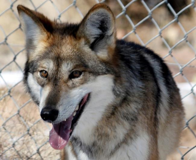 Cattle kills prompt removal of Mexican grey wolves | iNFOnews.ca Cattle kills prompt removal of Mexican grey wolves | iNFOnews.ca