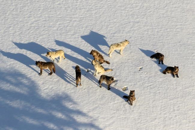 Scientists look at how some Yellowstone wolves avoid mange | iNFOnews.ca