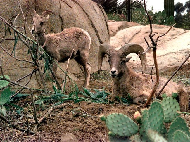 Disease may be killing California desert bighorn sheep | iNFOnews.ca