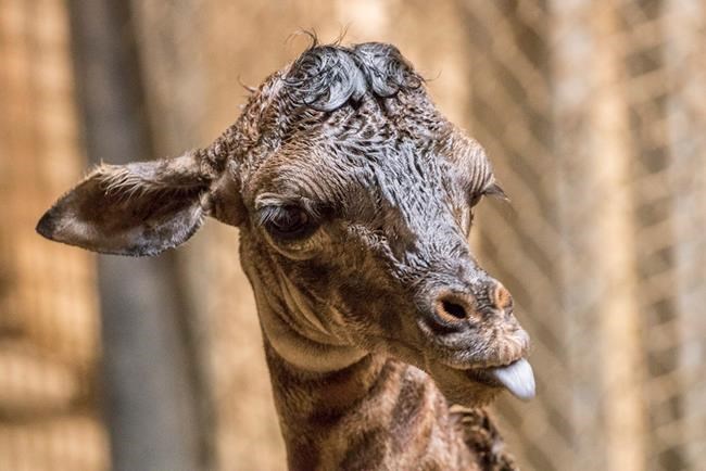 No small feat: Santa Barbara Zoo giraffe births 6-foot baby | iNFOnews.ca CP1714547008