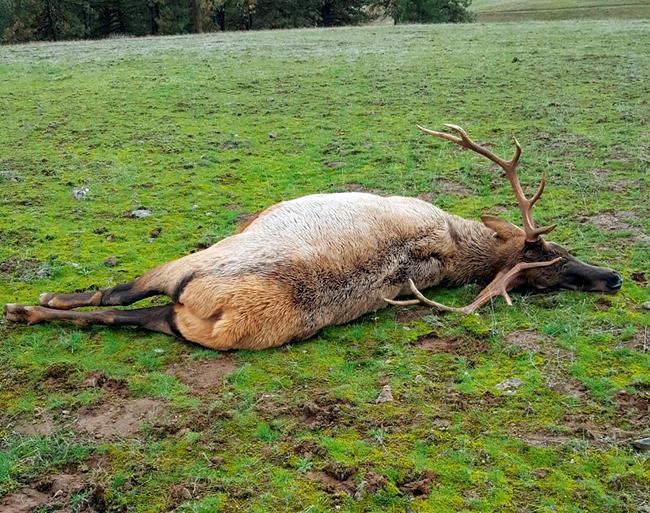 Charges detail extensive poaching ring in Washington, Oregon | iNFOnews.ca