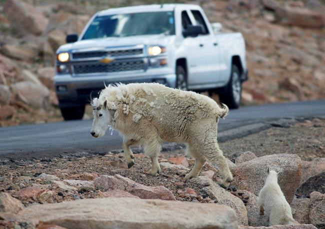 Helicopter sharpshooters to kill Grand Teton nonnative goats | iNFOnews.ca