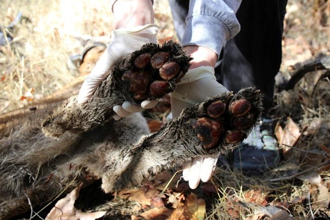 Mountain lion dies after surviving California wildfire | iNFOnews.ca