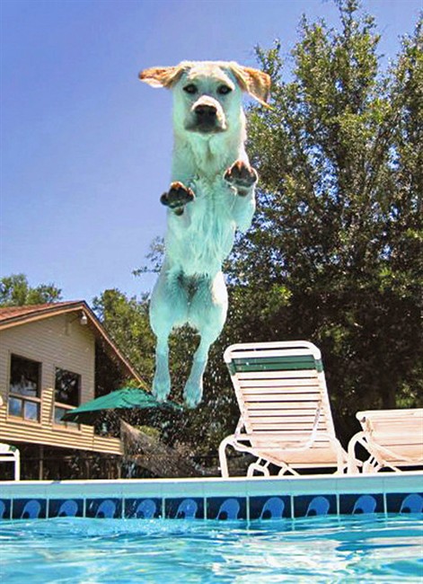 Leaping dogs take the meaning of Leap Year to a new level | iNFOnews.ca