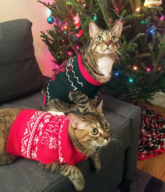 Cats and dogs party like animals in ugly holiday sweaters that owners buy, make or decorate | iNFOnews.ca Cats and dogs party like animals in ugly holiday sweaters that owners buy, make or decorate | iNFOnews.ca