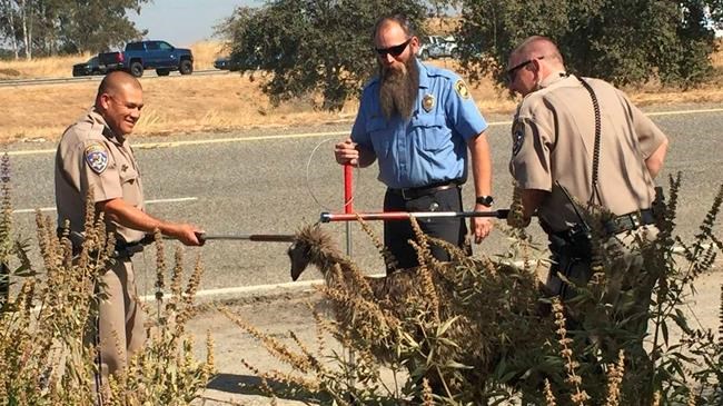 California Highway Patrol captures flightless fugitive emu | iNFOnews.ca California Highway Patrol captures flightless fugitive emu | iNFOnews.ca
