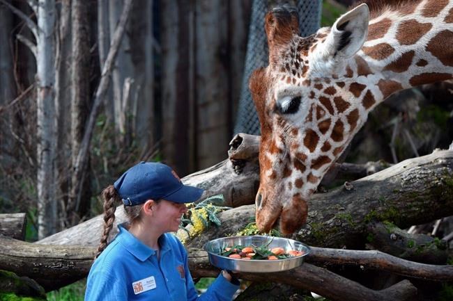 Sacramento Zoo temporarily closed after giraffe died | iNFOnews.ca