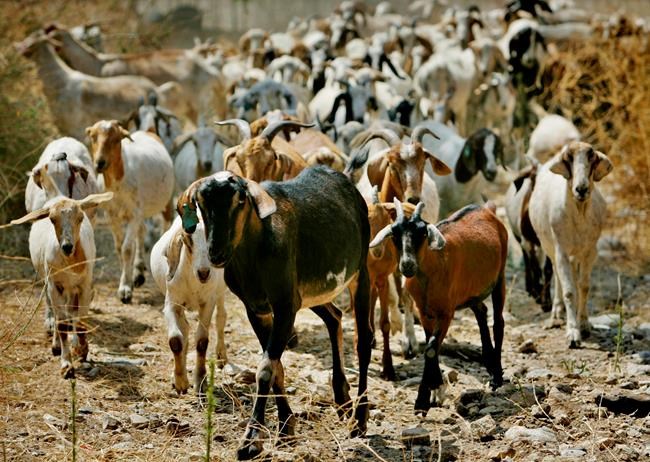 California town launches 'Goat Fund Me' to prevent wildfires | iNFOnews.ca CP171240034