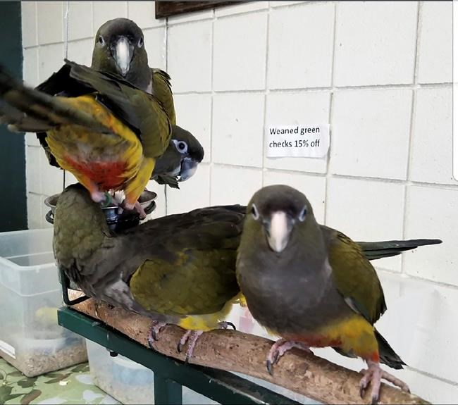 Store owner: Thieves swipe birds worth thousands of dollars | iNFOnews.ca