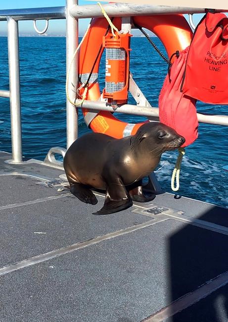 Cutest captain: Sea lion caught in fishing gear hops on boat | iNFOnews.ca Cutest captain: Sea lion caught in fishing gear hops on boat | iNFOnews.ca