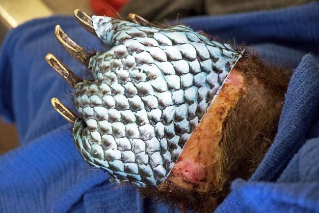 2 bears burned in California wildfire spotted in the wild | iNFOnews.ca