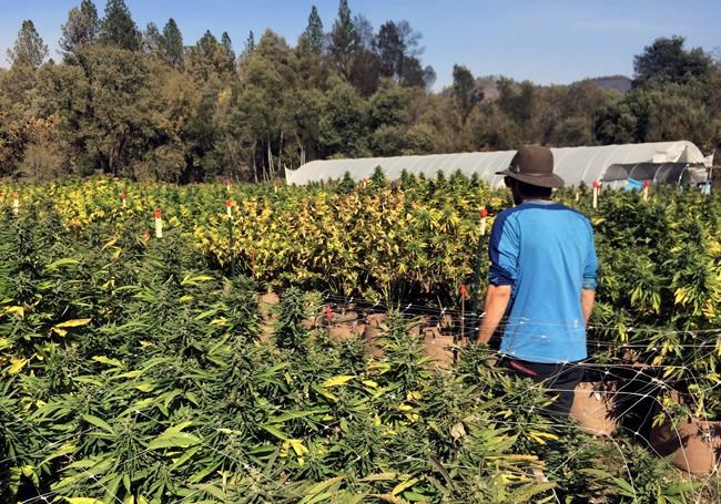 Legal recreational pot in California: What you need to know | iNFOnews.ca Legal recreational pot in California: What you need to know | iNFOnews.ca
