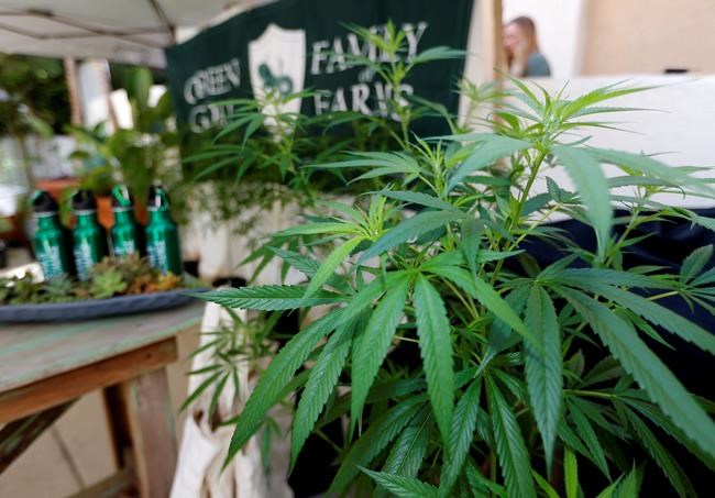 Legal recreational pot in California: What you need to know | iNFOnews.ca