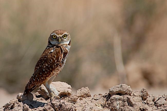 Rare owls thrive in ghost town near Los Angeles airport | iNFOnews.ca Rare owls thrive in ghost town near Los Angeles airport | iNFOnews.ca