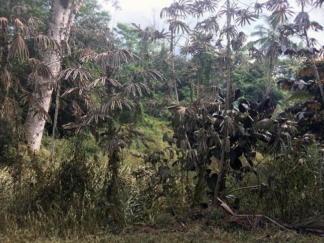 The Latest: 26 homes, 4 other structures destroyed by lava | iNFOnews.ca