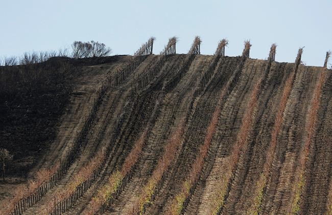 Wildfires again threaten business in California wine country | iNFOnews.ca