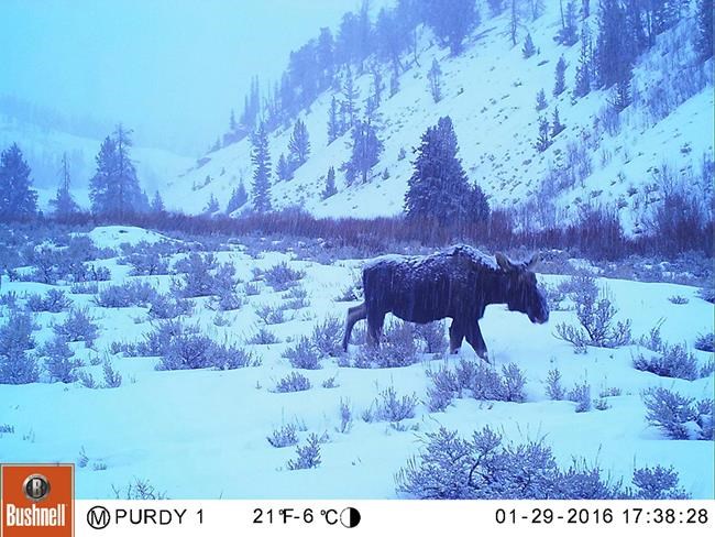 Motion-activated cameras capture animals being wild, weird | iNFOnews.ca Motion-activated cameras capture animals being wild, weird | iNFOnews.ca