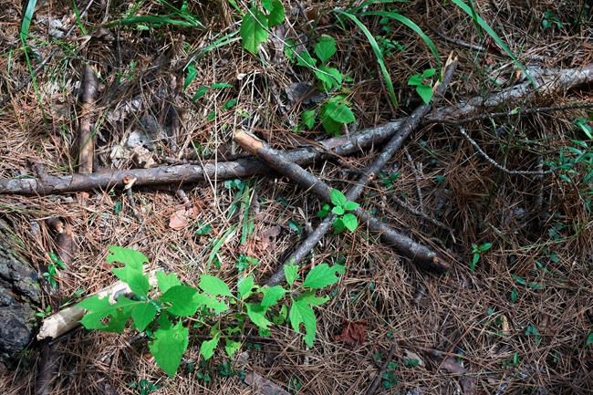Researchers search for Bigfoot in Kisatchie National Forest | iNFOnews.ca Researchers search for Bigfoot in Kisatchie National Forest | iNFOnews.ca