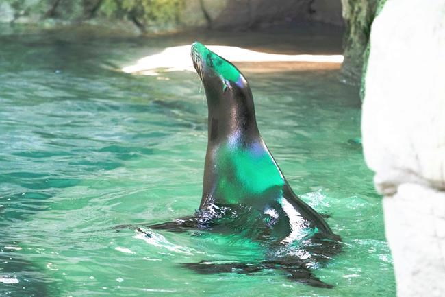 Visually impaired sea lions join group at New Orleans zoo | iNFOnews.ca Visually impaired sea lions join group at New Orleans zoo | iNFOnews.ca