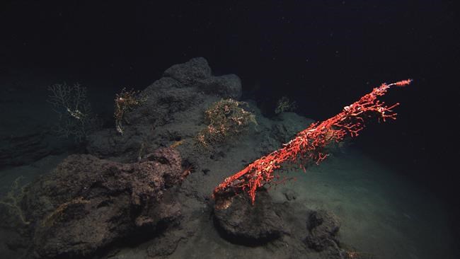 Uncharted waters: Restoring deep Gulf fouled by BP spill | iNFOnews.ca CP457844666