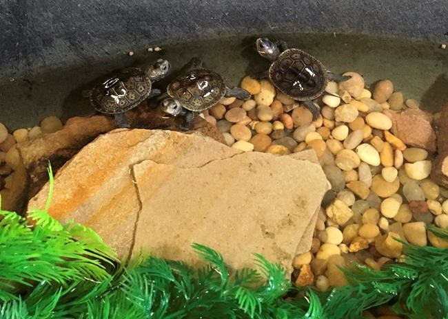 21 young turtles returning home to Louisiana barrier island | iNFOnews.ca