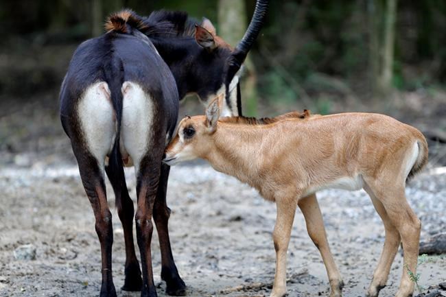 It's a girl, girl, boy, girl! Baby boom at zoo partnership | iNFOnews.ca