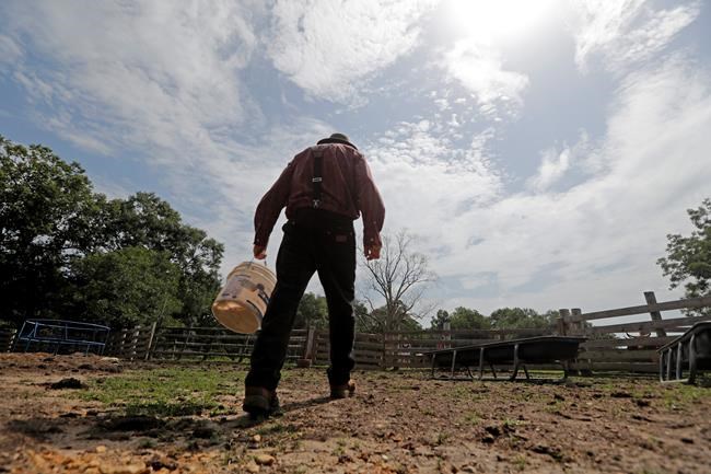 Oklahoma's Choctaw horses connect to Mississippi | iNFOnews.ca Oklahoma's Choctaw horses connect to Mississippi | iNFOnews.ca