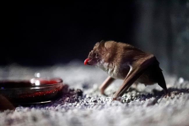 Creatures of the night inhabit Audubon Zoo's newest building | iNFOnews.ca