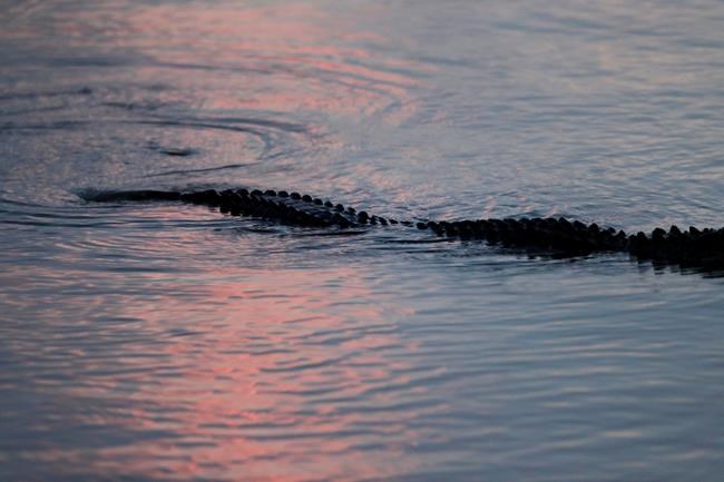 Low prices make for slow alligator season in Louisiana | iNFOnews.ca