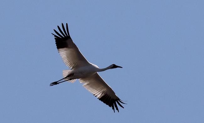 Louisiana's whooping crane comeback: 5 chicks this year | iNFOnews.ca