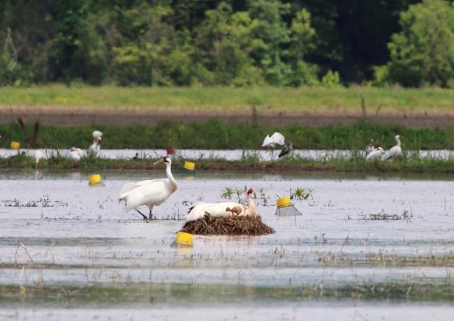 Louisiana man gets probation in whooping crane death | iNFOnews.ca