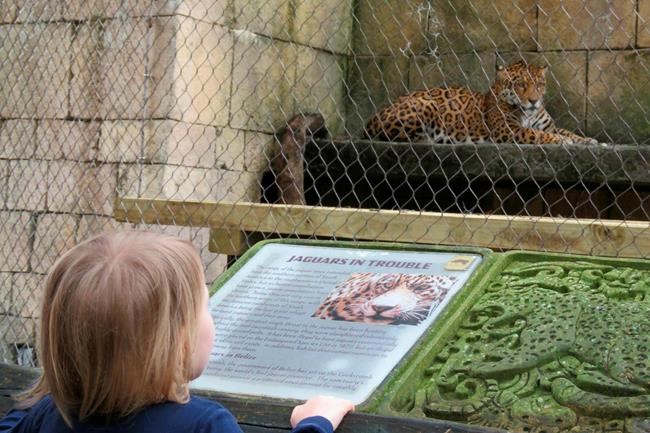 New Orleans zoo returns jaguar in strengthened exhibit | iNFOnews.ca New Orleans zoo returns jaguar in strengthened exhibit | iNFOnews.ca