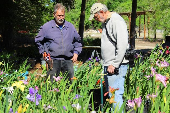 Petal power: Group works to preserve wild Louisiana irises | iNFOnews.ca