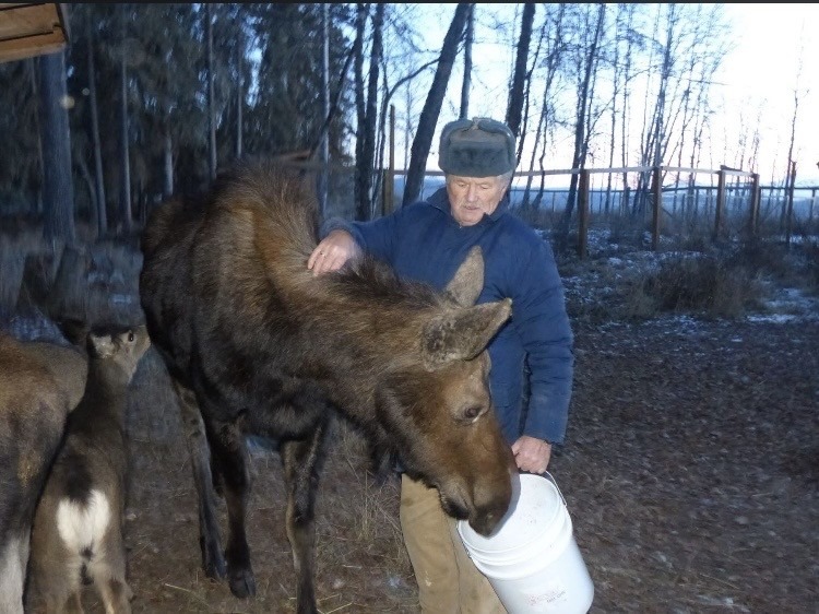 Wildlife rescuer Peter Langen holding a bucket for a moose.