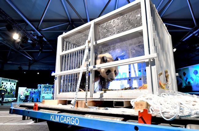 Pair of giant panda cubs from China greeted in Netherlands | iNFOnews.ca Pair of giant panda cubs from China greeted in Netherlands | iNFOnews.ca