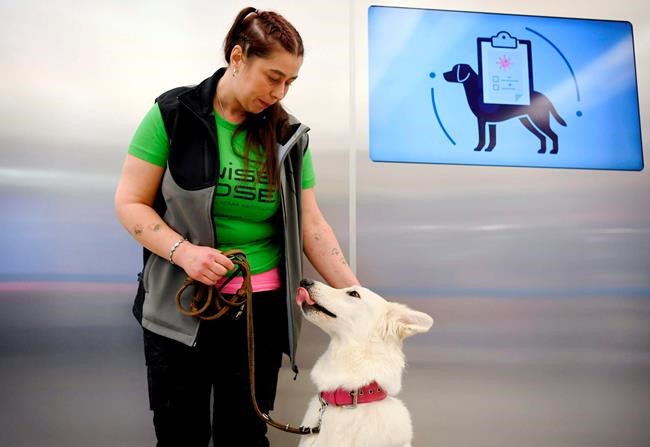 Finland deploys coronavirus-sniffing dogs at main airport | iNFOnews.ca