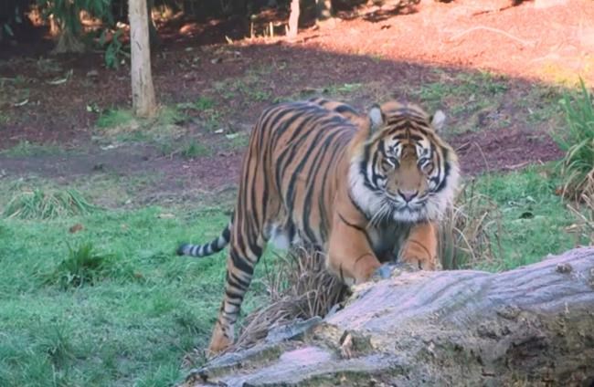 Rare tiger gets acquainted with new home at London Zoo | iNFOnews.ca